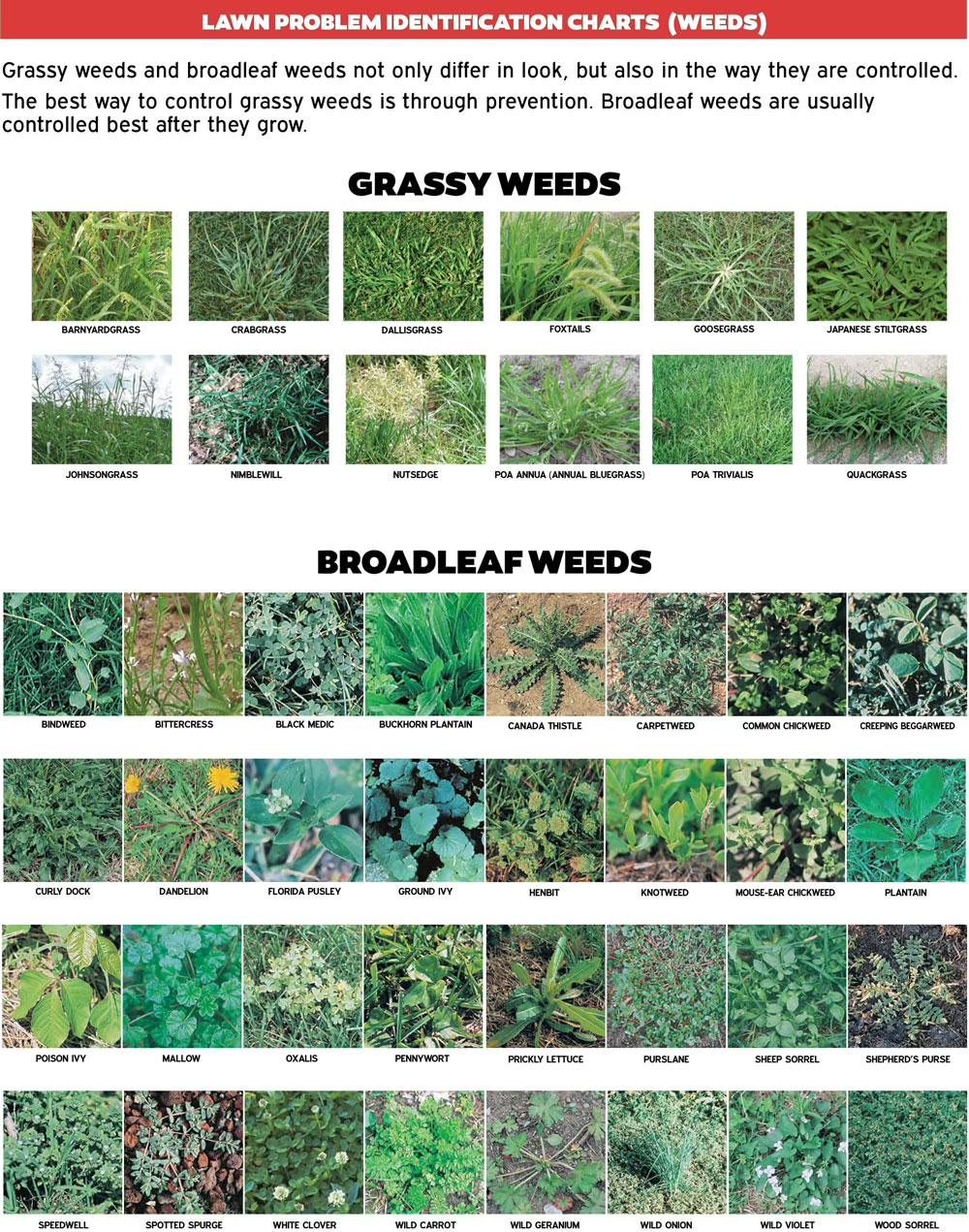 Lawn problem weed identification chart