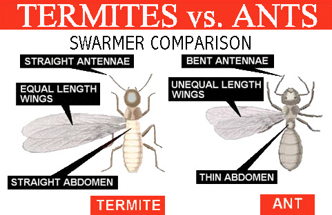 Termites versus ants swarmer comparison